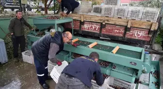 edremit korfezi ndeki zeytin isletmelerinde e 18073131 amp