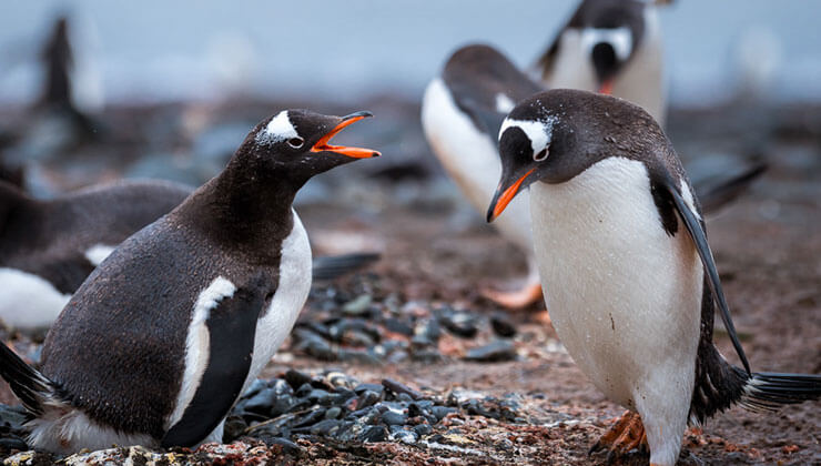 penguenleri hic bu kadar komik ve yakindan gormemistiniz