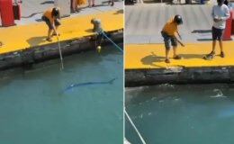 Nesli tükenmekte olan balığı zıpkınla vurdu