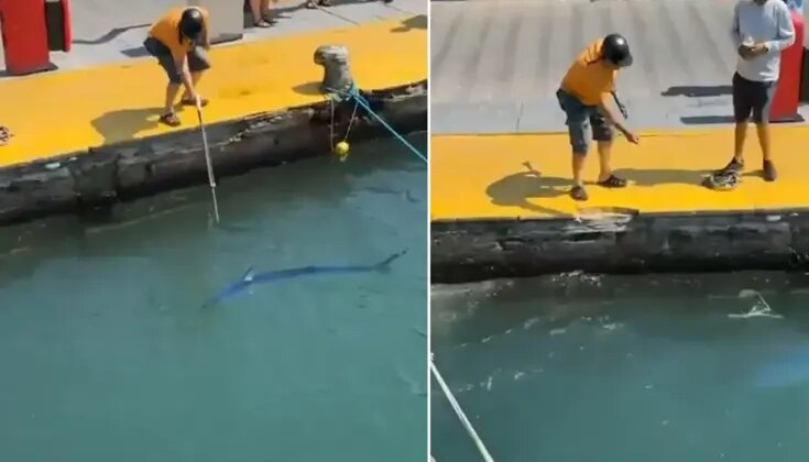 Nesli tükenmekte olan balığı zıpkınla vurdu