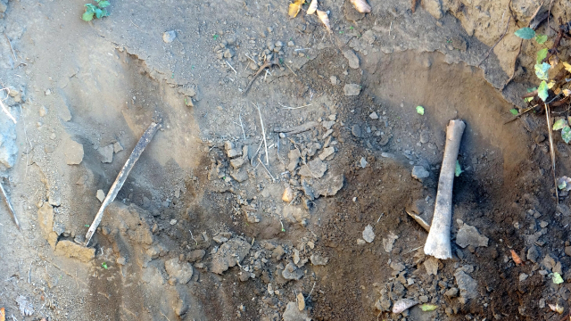 Altın bulmak için 600 yıllık mezarları kazıp kemikleri çıkardılar