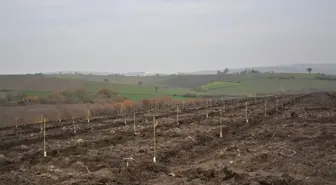 balikesir de orman koylusune badem fidani des 19391023 amp