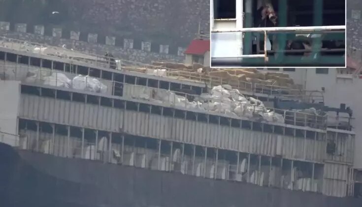 Bandırma açıklarında demirleyen gemide skandal: İnekler susuzluktan boruları yaladı