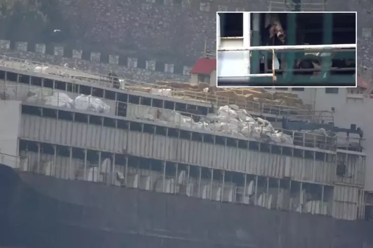 bandirma da hayvan refahi krizi gemideki 19240633 2906 amp