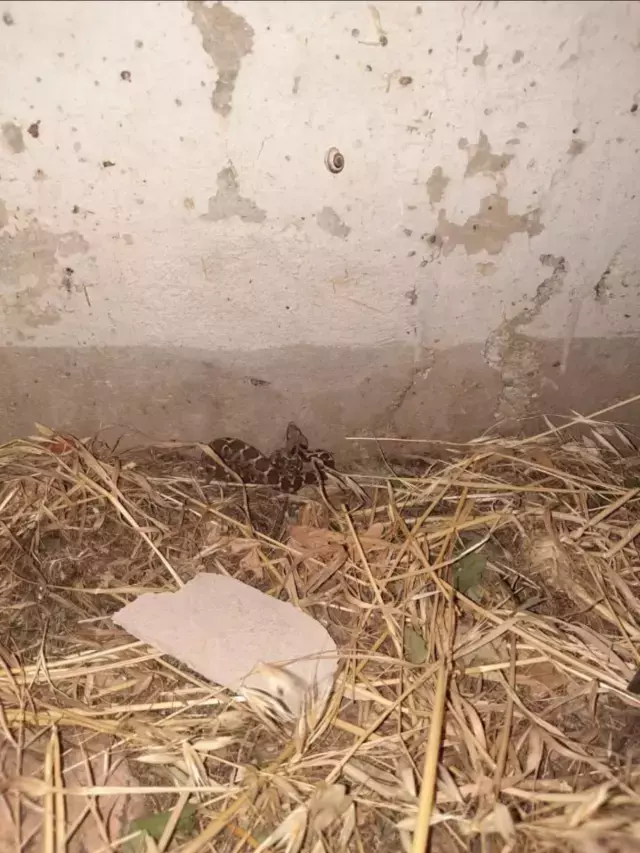 Kız yurdunda çekildiği söylenen görüntüler vahim