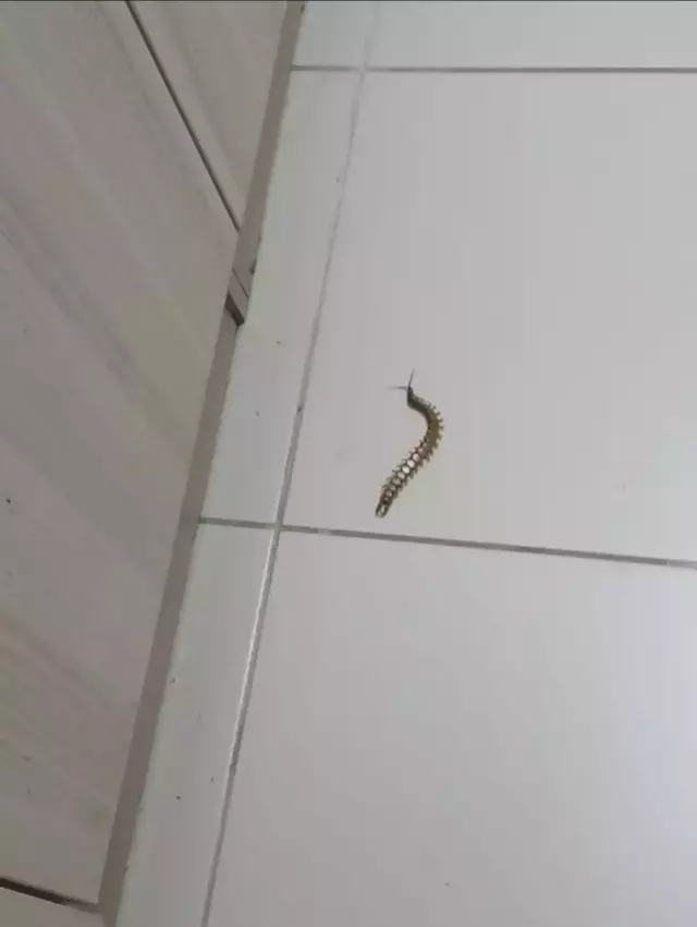 Kız yurdunda çekildiği söylenen görüntüler vahim