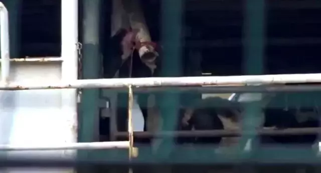 Bandırma a&ccedil;ıklarında demirleyen gemide skandal: İnekler susuzluktan boruları yaladı